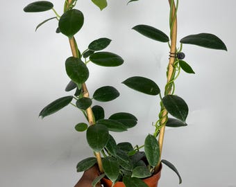 Extremely Rare HOYA 'NOONA' PINK / Live Plant Arrival Guarantee
