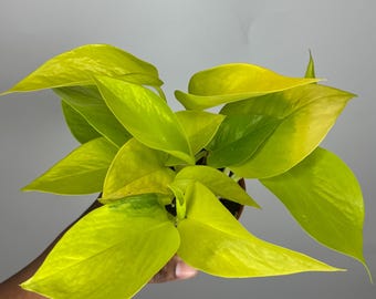 Pothos Neon