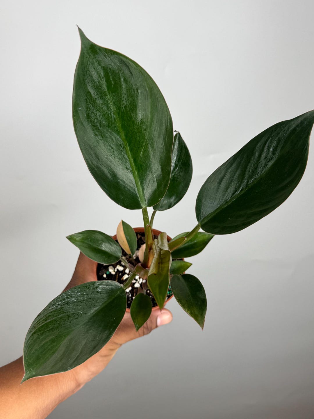Philodendron Red Congo Variegated Reverted *MULTIPLE LISTINGS* - Etsy