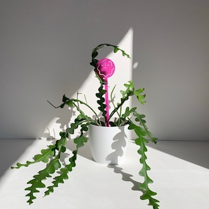 PLANT PAL - Support Stake/Stick for Indoor House Plants/Herb - Fuchsia small 32cm