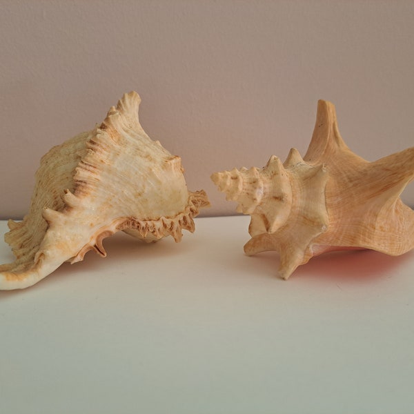 Vintage Conch Shells Florida Beach Souvenir Decor