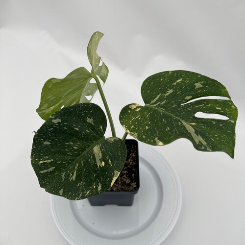 Thai Constellation shops Monstera TC8-8015