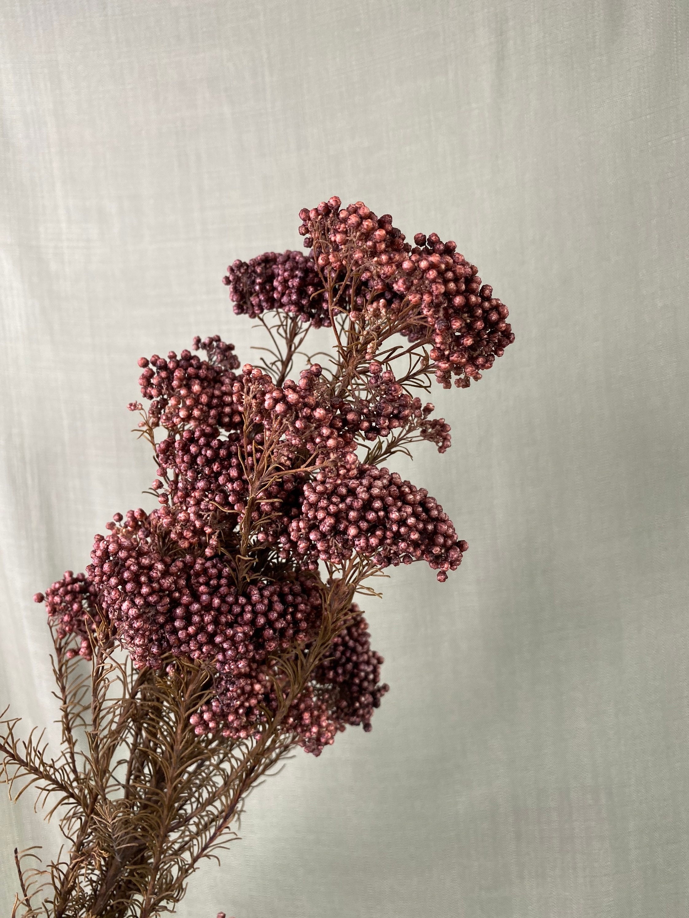 RICE FLOWER Rice Flower in various colours Flower bar Etsy