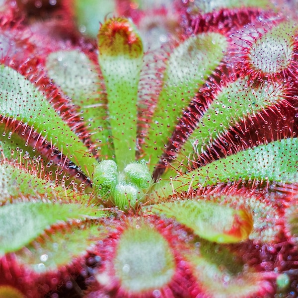 Drosera Spatulata Plant Set: Live Spoon Leaf Sundew