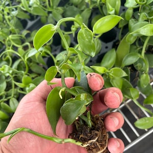 Vanilla Planifolia Vanilla Bean Orchid, Grow Your Own Vanilla Beans, Bare Root Not Potted