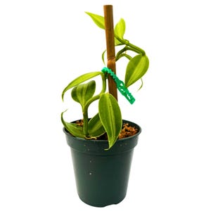 Variegated Vanilla Planifolia Vanilla Bean Orchid, Staked and Potted, vanilla Bean Plant