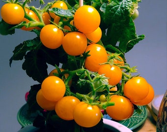 Pinocchio Orange Micro Dwarf Tomato 15 Seeds
