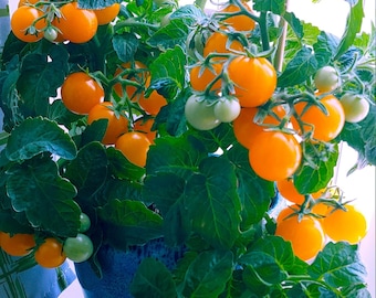 May include: A potted plant with bright orange tomatoes growing on it. The plant is in a blue ceramic pot and is sitting on a white windowsill.