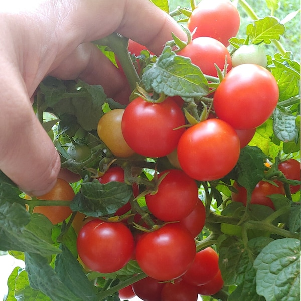 Vilma Micro Dwarf Tomato - 15 Seeds - Organically Grown