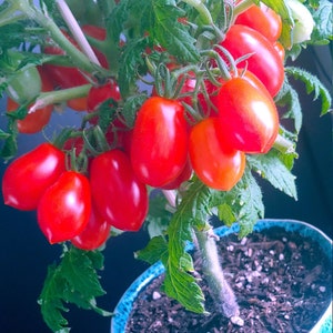 Laura 5 Micro Dwarf Tomato Seeds