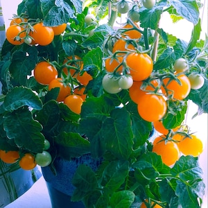 Jochalos Micro Dwarf Tomato - 15 Seeds - Organically Grown