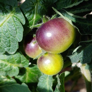 Inkspot Micro Tomato - 18 Seeds - Organically Grown.