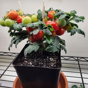 Henry Harringtons Cherry Tomato - Micro Tomato - 15 Organically Grown Seeds