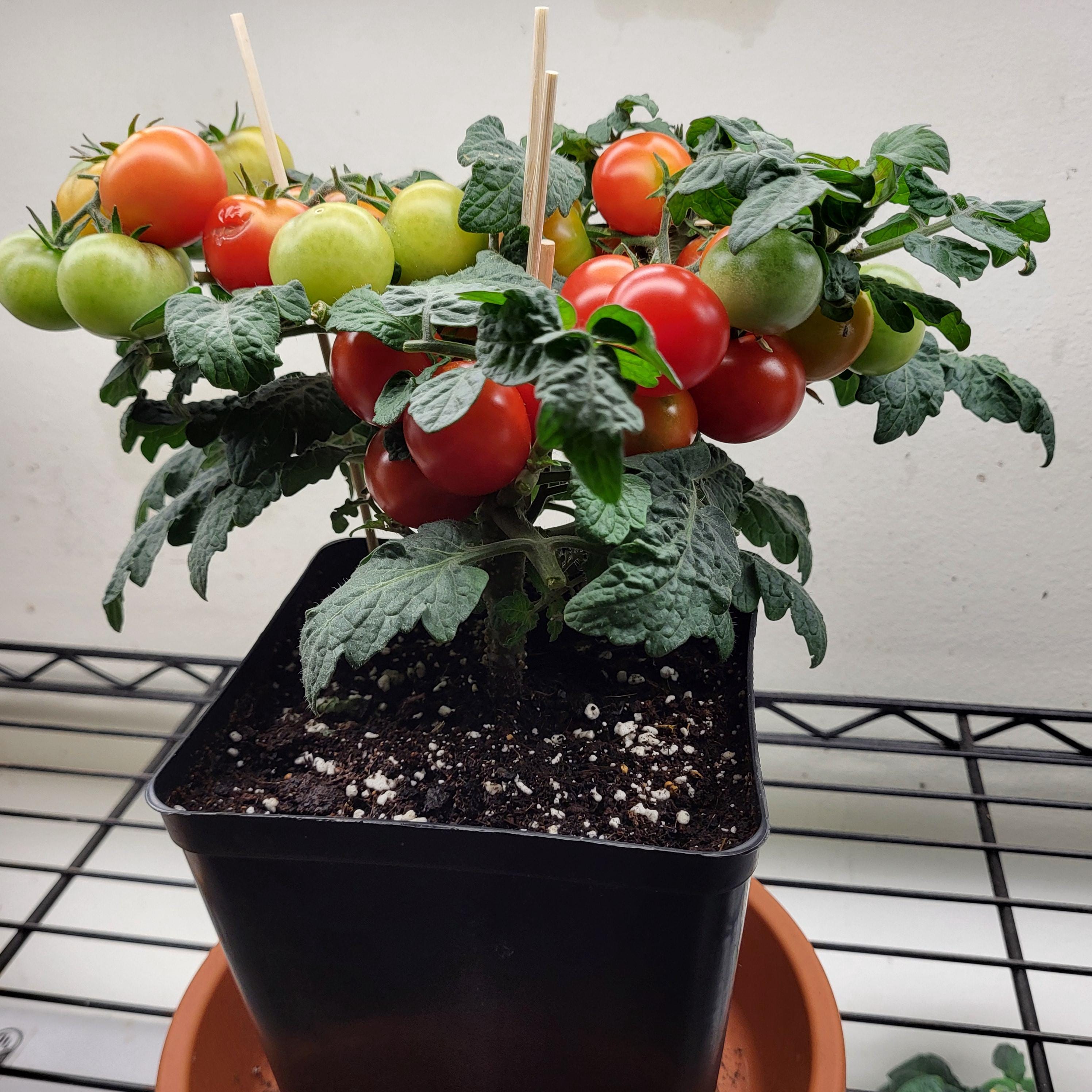 tomato様　GROVERタンバリン　マレット tomato様 GROVERタンバリン マレット tomato様 GROVERタンバリン