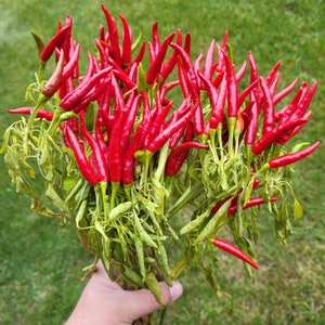 May include: A bunch of bright red chili peppers with green stems. The peppers are arranged in a bouquet and are ready to be used in cooking.