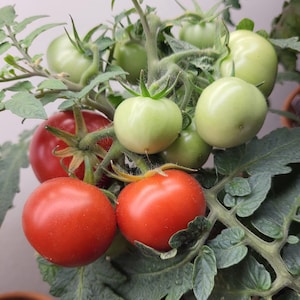 May include: A close-up of a tomato plant with green and red tomatoes. The tomatoes are growing on a vine and are surrounded by green leaves.