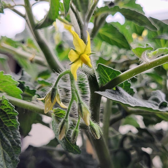 Sweet Louis Micro Tomato - 15 Organically Grown Seeds - Etsy