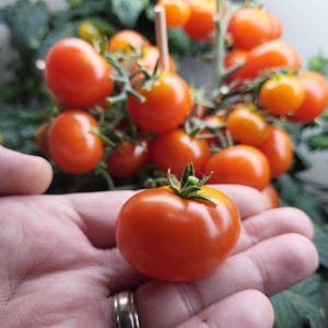Russian House Tomato - Micro Tomato - 15 Organically Grown Seeds