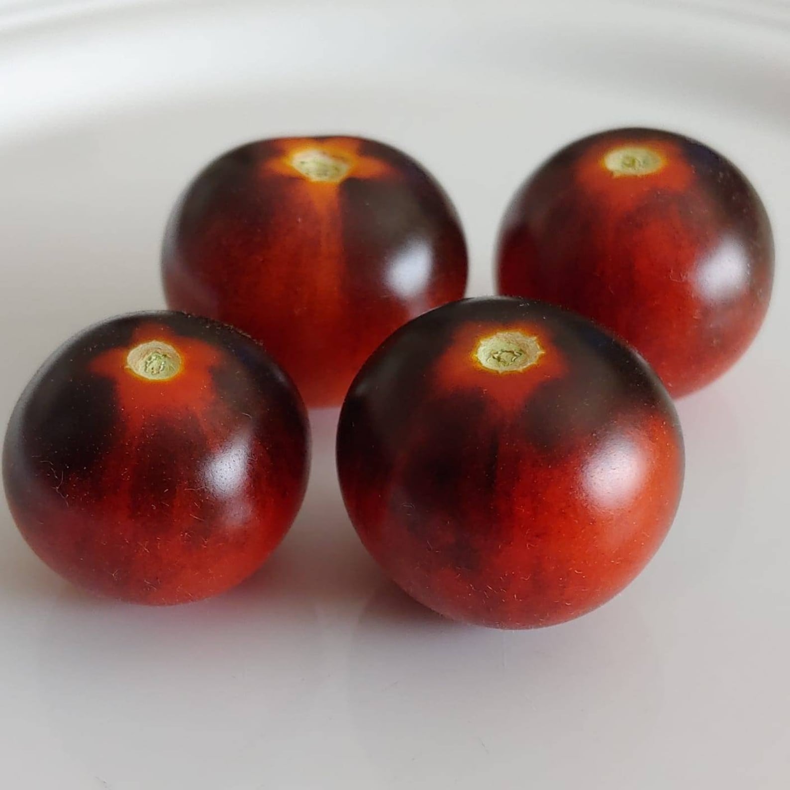 Inkspot Micro Tomato 15 Seeds Organically Grown. - Etsy