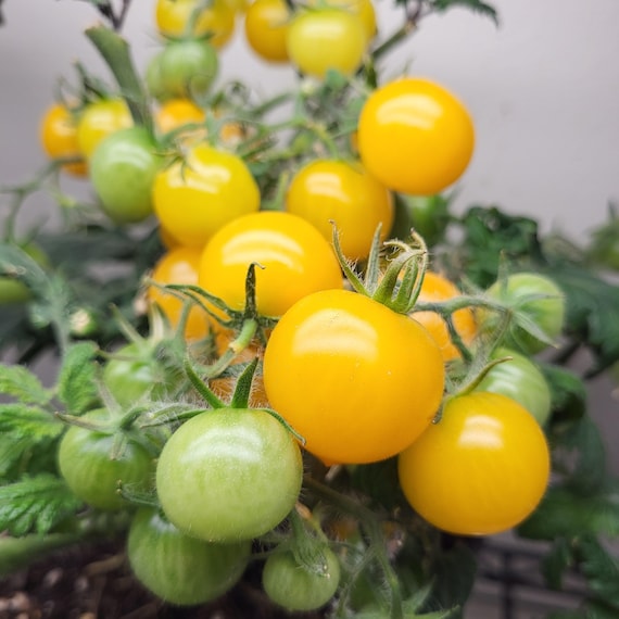 Gg's Glory Micro Tomato - 15 Organically Grown Seeds - Etsy
