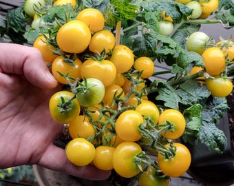 May include: A cluster of ripe, yellow cherry tomatoes with green stems and leaves. The tomatoes are held in a hand, showcasing their vibrant color and freshness. The plant is in a pot, suggesting home gardening.
