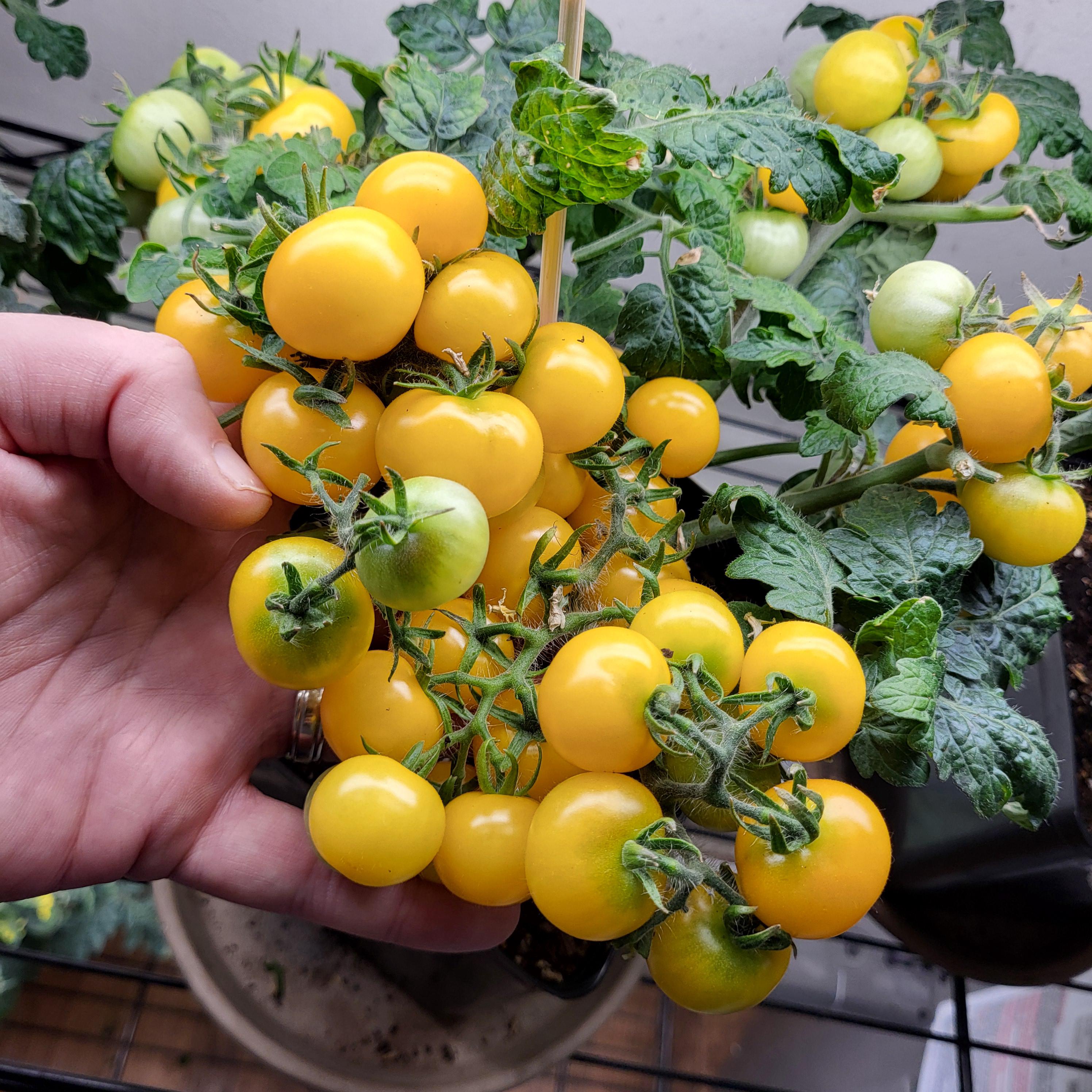 Gg's Glory Micro Tomato - 15 Organically Grown Seeds - Etsy