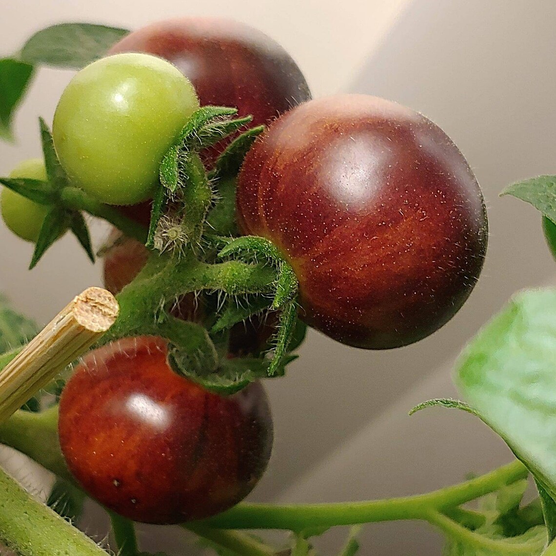 Inkspot Micro Tomato 13 Seeds Organically Grown. - Etsy