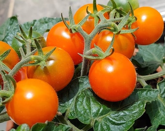 Orange Dream Micro Tomato - 15 seeds - Organically Grown.