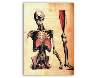 May include: Anatomy print featuring a detailed illustration of a human skeleton with exposed muscles. The artwork is in a vintage style, with a beige background and red and black ink. The print includes a leg and foot diagram.