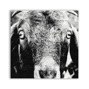 May include: A monochrome image of a goat's face, filling the frame. The goat has striking eyes and a textured coat. The image is square, with a focus on the animal's features and expression.