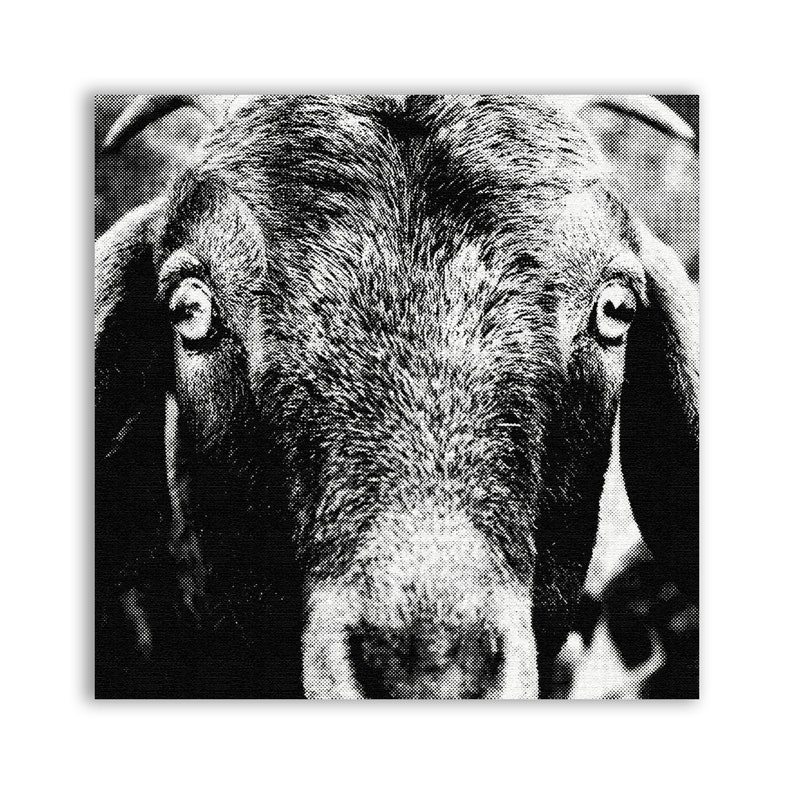 May include: A monochrome image of a goat's face, filling the frame. The goat has striking eyes and a textured coat. The image is square, with a focus on the animal's features and expression.