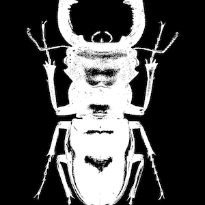 Baklapp för skalbagge