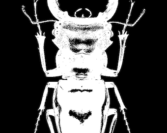 Beetle Back Patch
