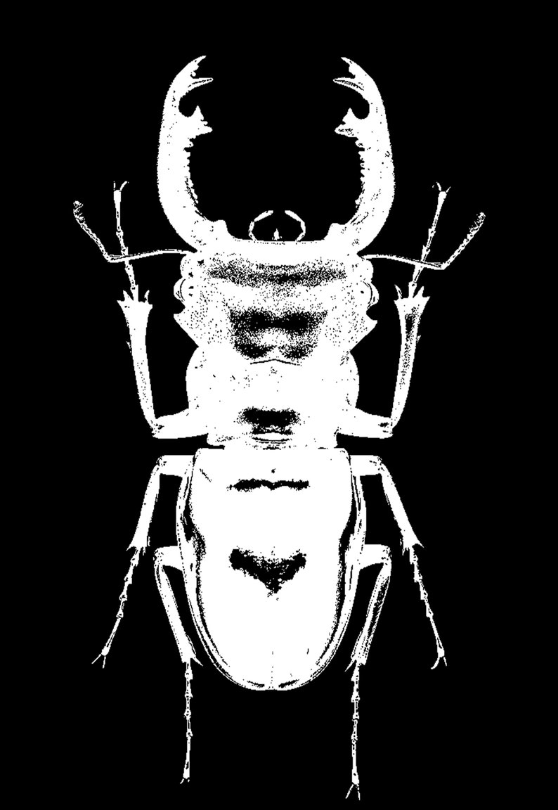 K&ouml;nnte beinhalten: Eine Schwarzwei&szlig;illustration eines Hirschk&auml;fers mit gro&szlig;en Mandibeln und langen Beinen.