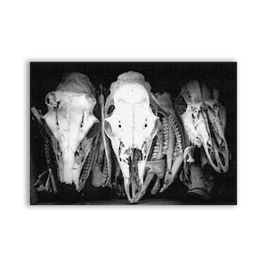 May include: Three animal skulls, likely deer, are arranged in a row. The skulls are white and have a rough texture. The background is black.