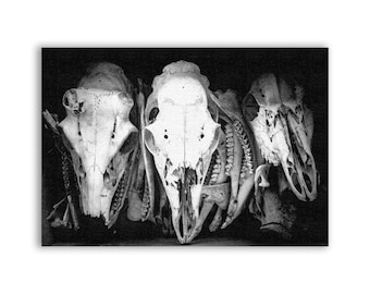 Buffalo Skull Patch