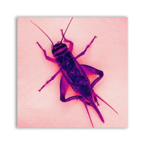 Può includere: Primo piano di un grillo viola e nero su uno sfondo rosa.