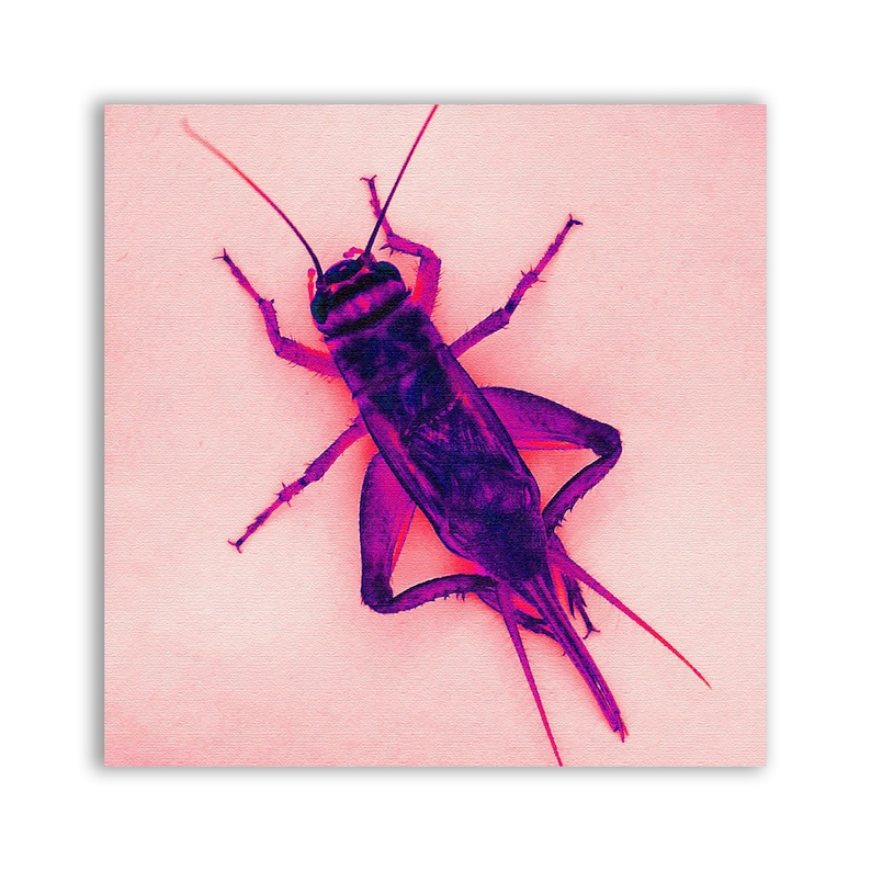 K&ouml;nnte beinhalten: Nahaufnahme eines lila und schwarzen Grillen auf rosa Hintergrund.