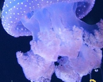 Space Jellyfish Etsy