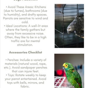 The Ultimate Parrot Care Guide: Essential Tips for a Happy and Healthy ...