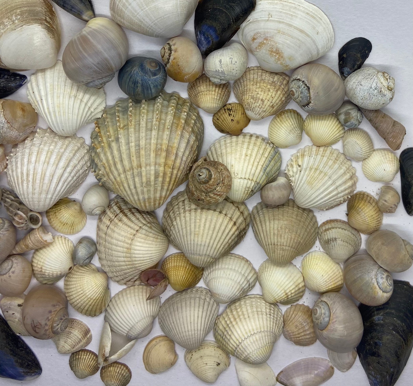 Mixed UK Seashells 100g Etsy