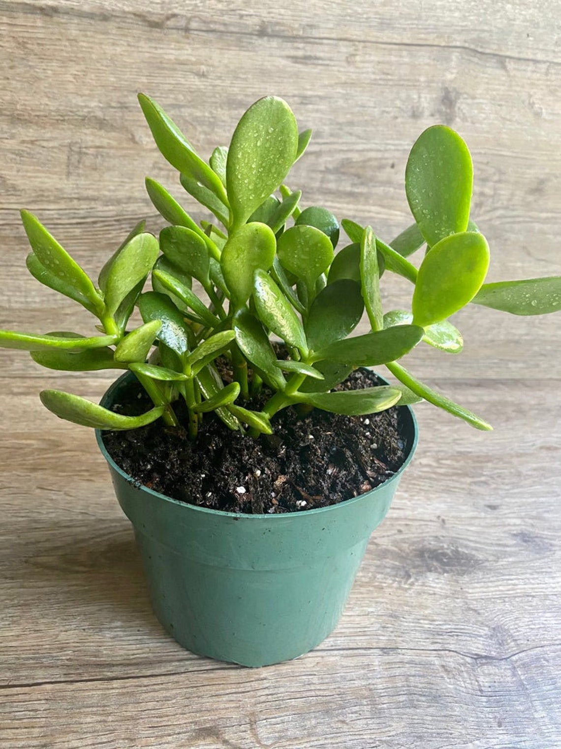 Jade Plant Crassula Ovata Lucky Money Plant Jade Succulent Etsy