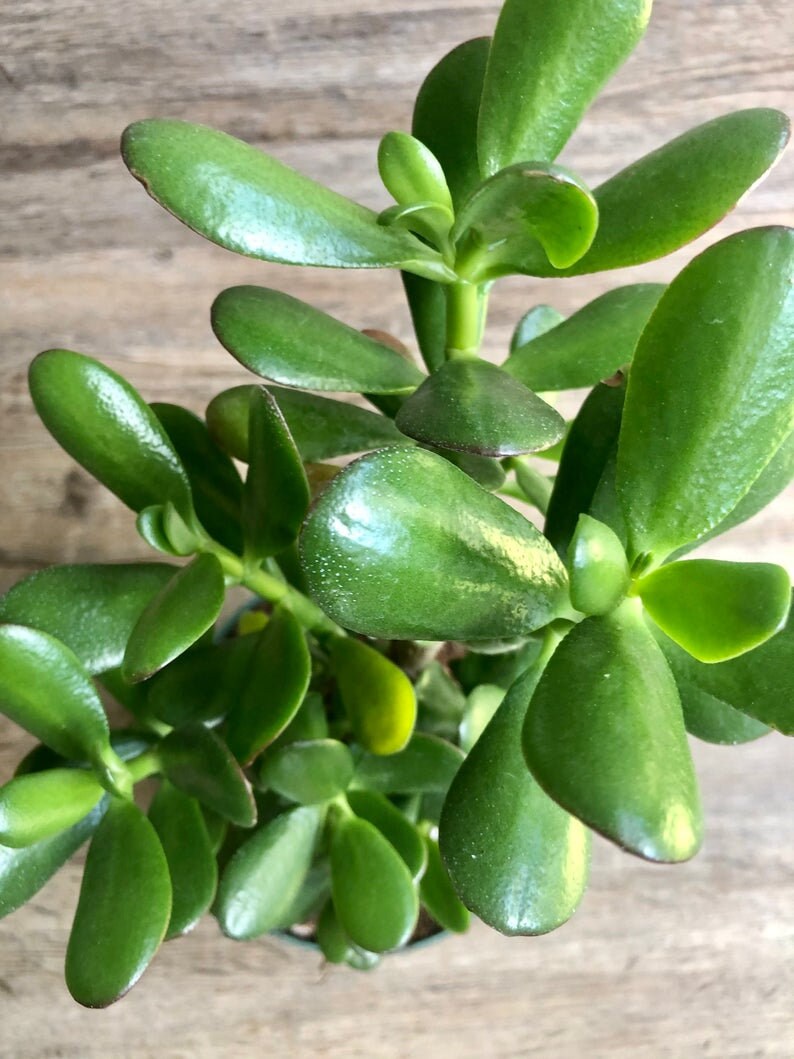 Jade Plant Crassula Ovata Lucky Money Plant Jade Succulent Etsy