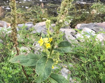 Mullein Verbascum Medicinal Plant Seeds 100+  seeds Mullein