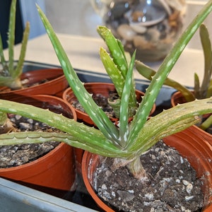 Small potted Aloe Vera plants - three to five inches wide