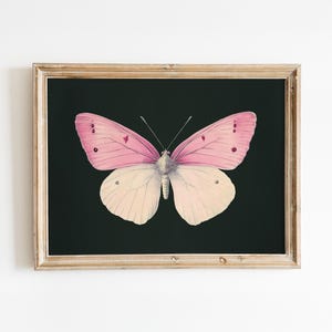 Vintage Pink & White Butterfly Illustration – Antique Entomology Art Print, Digital Download