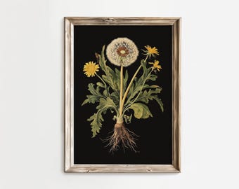 Vintage Dandelion Botanical Illustration – Nature Wall Decor – Floral Wall Art – Instant Download