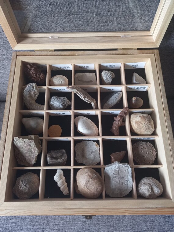 Fossil box shop set
