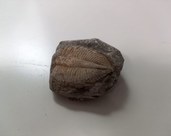 Trilobita Fossil