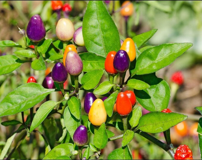 LIVE Ornamental bolivian Rainbow Chili Pepper Plant Etsy